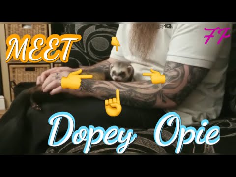 Try Not To Laugh - FUNNY and CUTE Pet FERRET meet opie