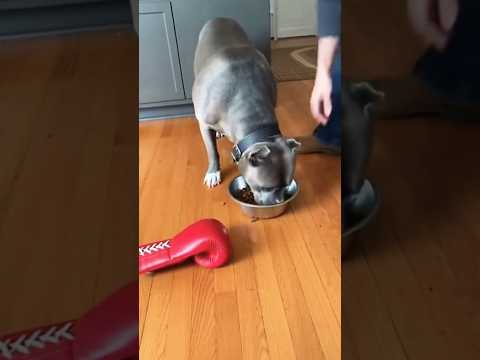 NEVER Touch A Hungry Pitbull's Food 💀🚨