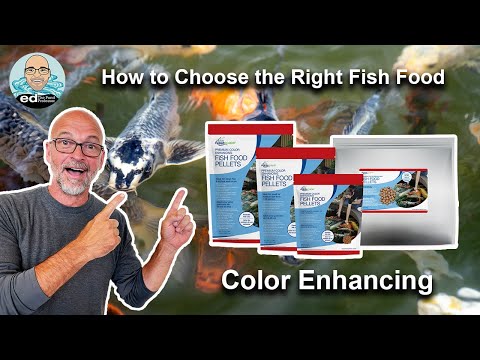 How to Choose the Right Pond Fish Food: Color Enhancing