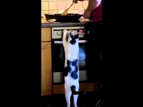 Peterl der freche Bettler.wmv