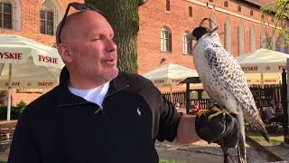 02 - Poland - Malbork Castle - Falcon Encounter