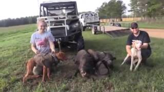 Working hog dogs doing what they love.