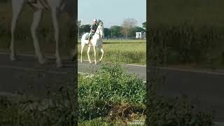 preview picture of video 'Sekhon Stud Farm Arjun Naukra Horse'