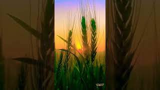 Download lagu Ta Ra Ra Ra Rum TaRaRumPum Song Status#youtubeshorts#shortvideo #viral mp3 Download lagu Ta Ra Ra Ra Rum TaRaRumPum Song Status#youtubeshorts#shortvideo #viral mp3