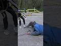 Cane Corso Bodyguard Dog Saves A Girl From An Intruder Dog Training GUARD Odessa Ukraine