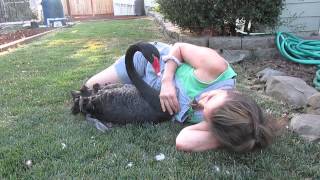 Black Swan of Gramma Roses Tilly Girl Part 2