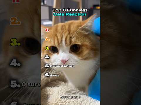 Top 6 Funniest Cats Reaction | part 2 #shorts