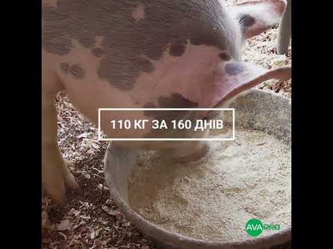 Професійний результат з преміксами для свиней AVA PRO 110 кг за 165 днів