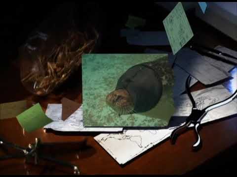 Discovery Science Weird Connections   Music By Sefi Carmel