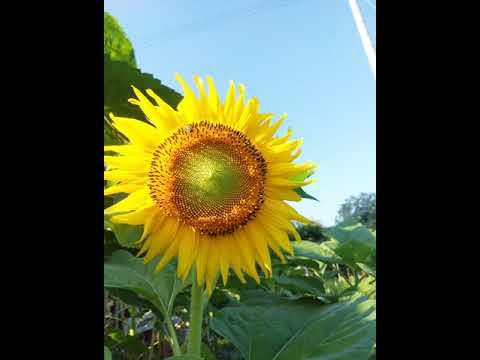 ヒマワリを好む: これが仕組みです 植物