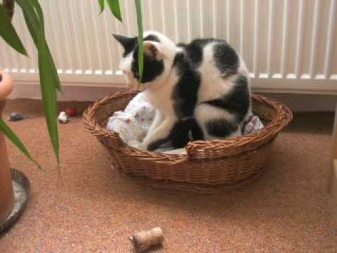 Divokej Bill - Svatá pravda (kocour)