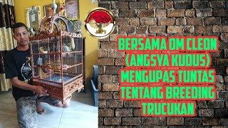 Download lagu KUPAS TUNTAS TENTANG BREEDING TRUCUKAN | OM CLEON (ANGSYA KUDUS) mp3