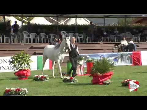 Arezzo 2015 - Class 5