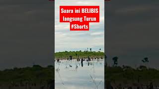 Download lagu belibis alis kuning #shorts #pikat #youtube mp3 Download lagu belibis alis kuning #shorts #pikat #youtube mp3