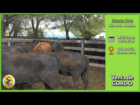 10-04-19 - Venta de Gordo - Alfredo S. Mondino - Olavarría