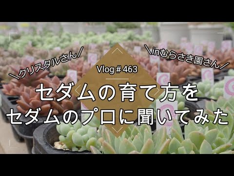 ロックセダム、ヒマラヤンセダム 植物