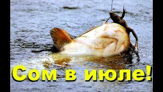 На что клюет сом в рыбном месте