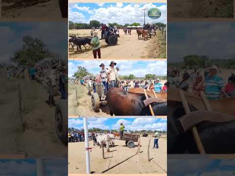 MATÉRIA FESTIVAL DE CARRO DE BOI CAMPO DE CAJÉ MUNICÍPIO DE SERROLÂNDIA BAHIA