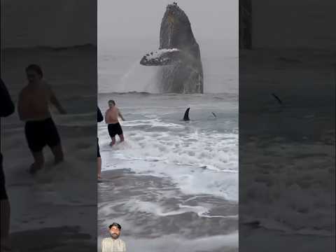#ocean #whale #shark #beach #shortsviral #yearofyou #epic #wildlifephotography