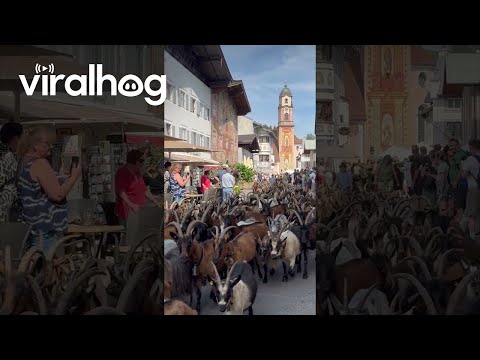 Goat Drive Down From the Mountain Pastures in Mittenwald || ViralHog