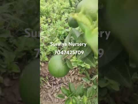 🌲🌲Welcome To Suraiya Nursery Vietnam Malta lemon Available All Over India delevery courier service🌴
