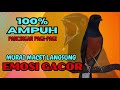 PANCINGAN PAGI PAGI AGAR MURAI GACOR MURAI MACET PASTI NYAUT EMOSI