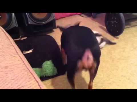 Cat and dog bum fight
