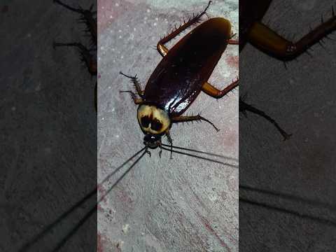 Cockroach 🪳 #cockroach #viralvideo #youtubeshorts #shortsvideo #shorts