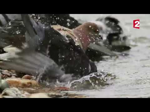 Cet énorme poisson mange des pigeons silure   ZAPPING SAUV