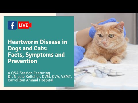 Heartworm Disease in Dogs and Cats: Facts, Symptoms and Prevention