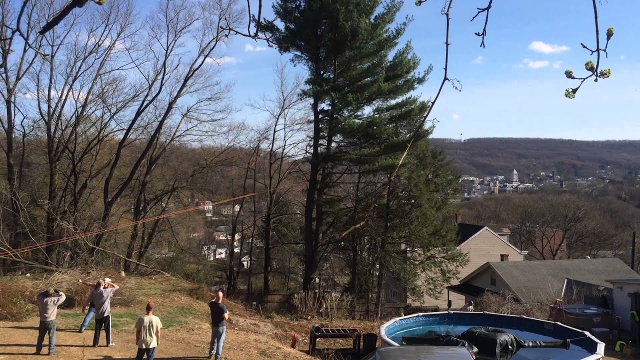 Tree cutting crazy Bob