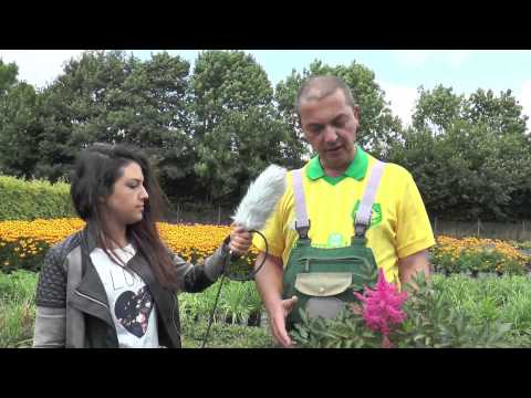 Gärtner Sönke - Folge 2: Astilben