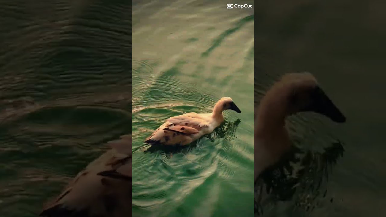 YouTube Short thumbnail