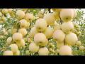 How Golden Delicious China Apples Are Grown Giant Apple Harvest Process