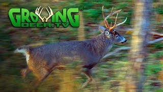 November Bucks in Rut: Deer Hunting Action (#313) @GrowingDeer.tv