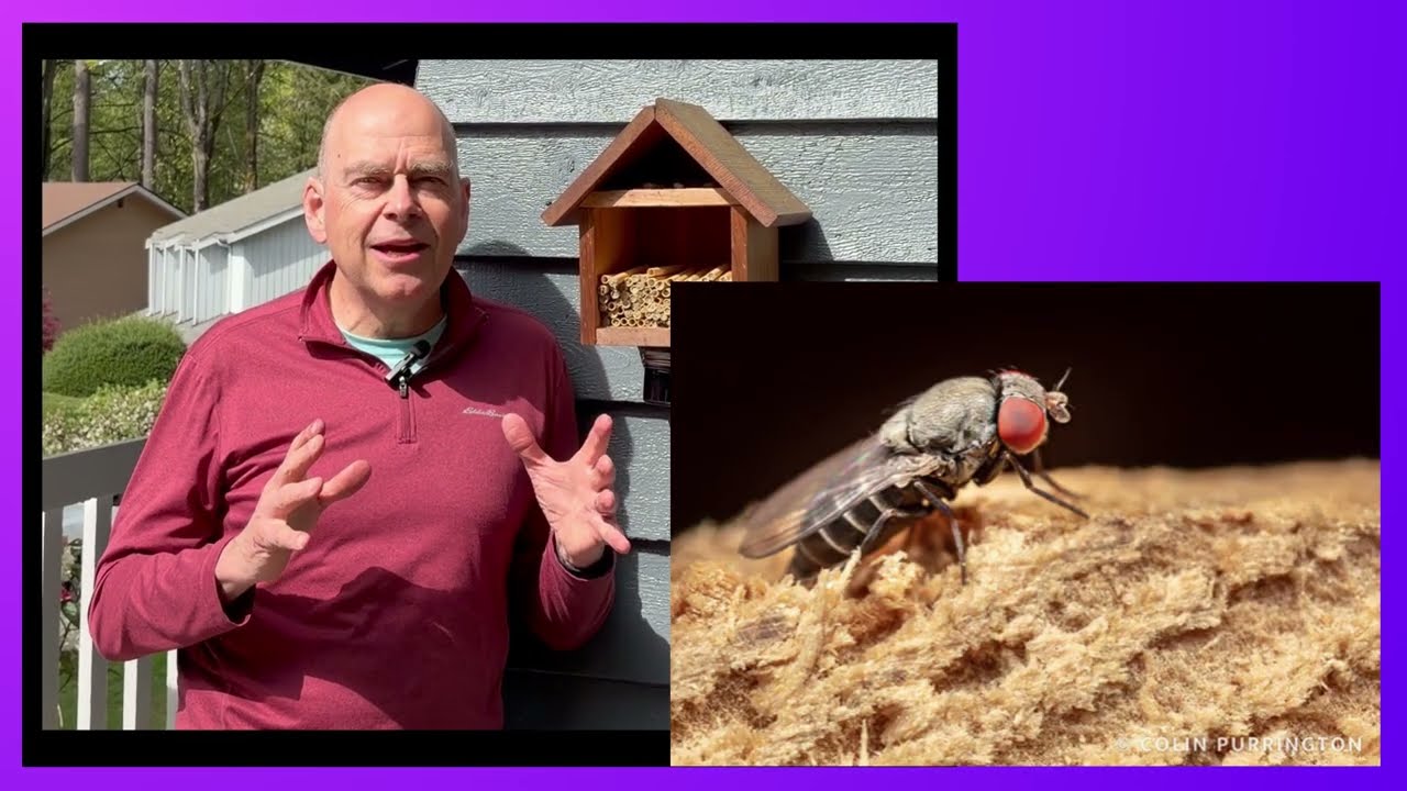 The Houdini Fly Finally Has a Trap