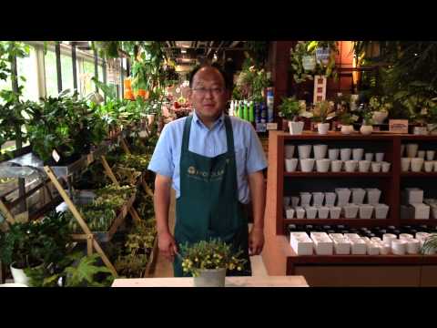 園芸 大粒クランベリー、大粒リンゴンベリー、クランベリー