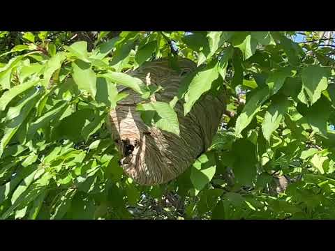 Summer Means Beaches, BBQ's, & Bald-Faced Hornets in Middlesex, NJ