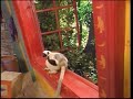 Zoboomafoo Don T Fence Me In HQ Part 2 2