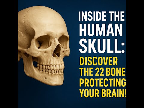 Inside the Human Skull: Discover the 22 Bones Protecting Your Brain