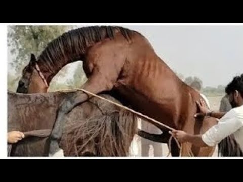 Horse Mitting Video