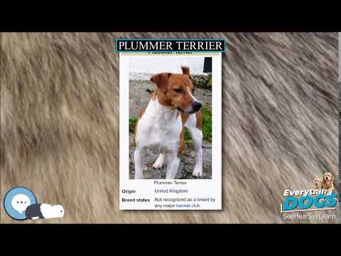 Plummer Terrier 🐶🐾 Everything Dog Breeds 🐾🐶