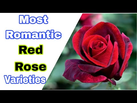 15 Most Beautiful Romantic Rose Variety