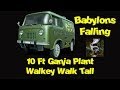 10 Ft Ganja Plant - Walkey Walk Tall 