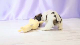 ハーフ犬の動画01