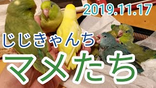 マメたち🐣