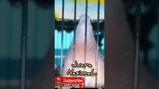 Download lagu perkutut Bangkok juara Nasional mp3