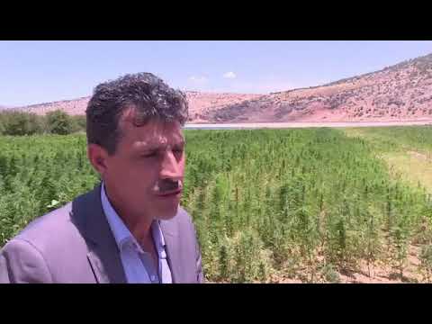 Cannabis Bauern im Libanon fürchten die Legalisierung