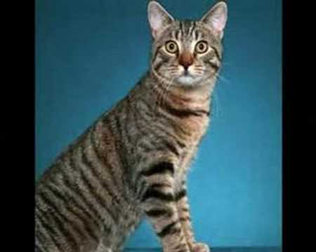 Mixed Breed Cat - The Moggie