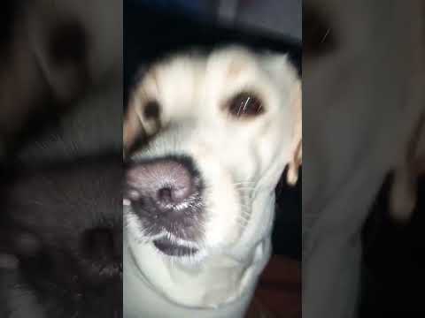 olly is back 👀💕#trading#dog#aarzoobhandari